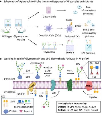 Helicobacter pylori glycan biosynthesis modulates host immune cell recognition and response